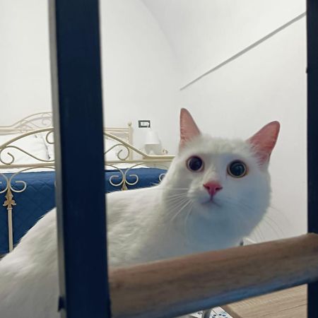 The White Cat Villa Neapel Exteriör bild